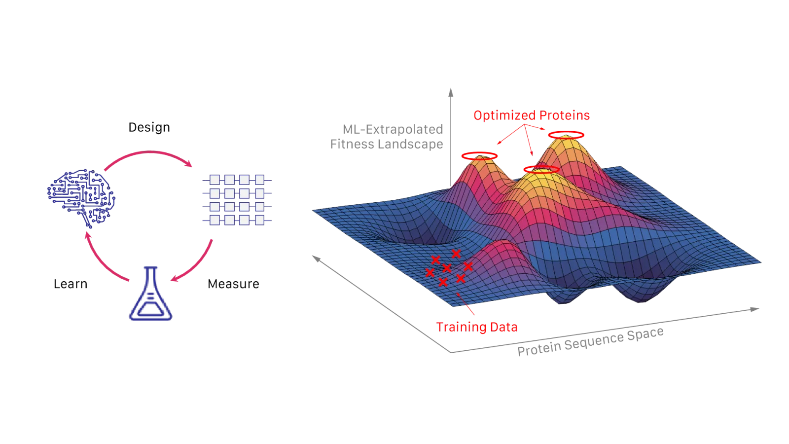 3D visualization showing ML extrapolated fitness landscape with optimized proteins, training data, and protein sequence space